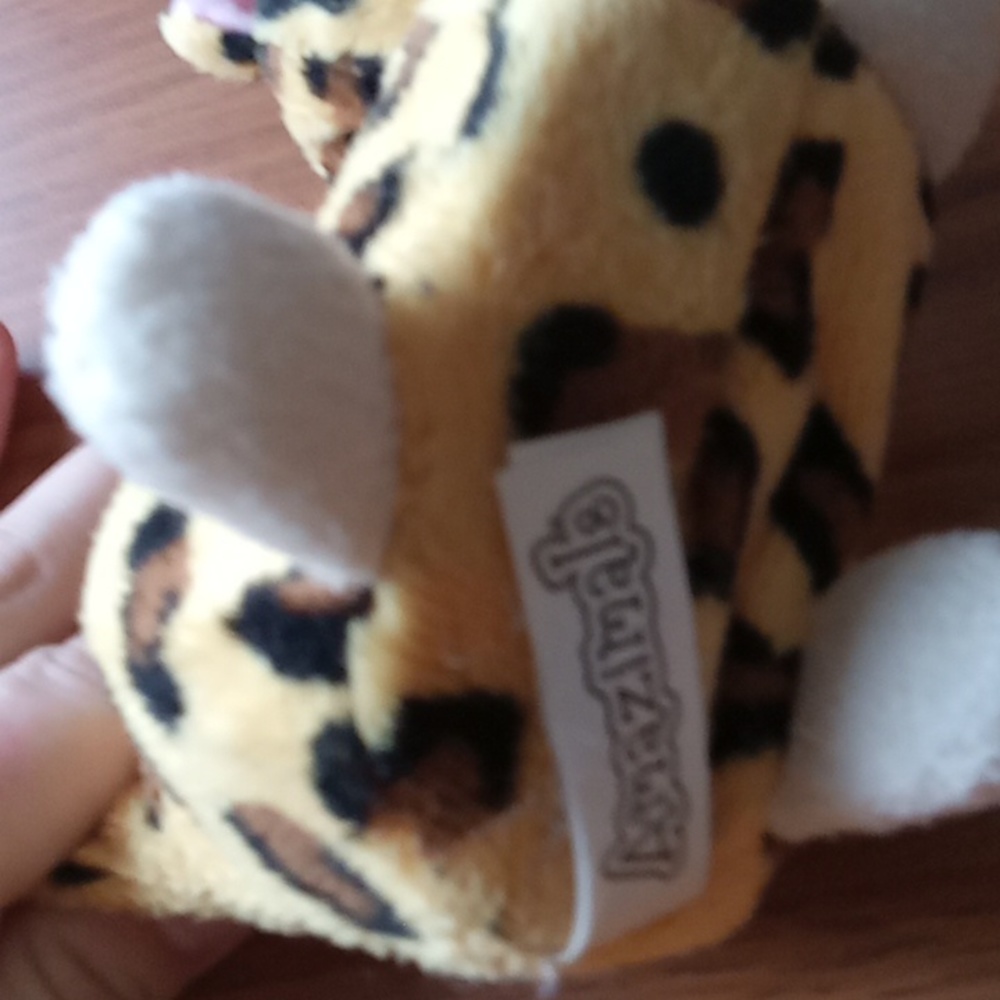 Cheetah - Picture 5 of 6